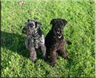 Kerry Blue Terrier de La Cadiera. Casper y Thor