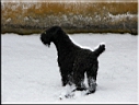 Kerry Blue Terrier de La Cadiera. Charito en la nieve