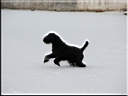Kerry Blue Terrier de La Cadiera. Charito en la nieve