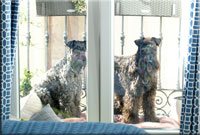 Kerry Blue Terrier de La Cadiera. Clarita & Camilo