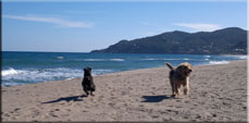 Kerry Blue Terrier de La Cadiera. Darcy en la playa
