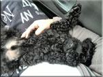 Kerry Blue Terrier de La Cadiera. Draco de camino a su nueva casa