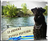 Kerry Blue Terrier de La Cadiera. Estela aprendiendo a nadar