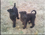 Kerry Blue Terrier de La Cadiera. Ginebra & Galadriel