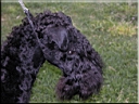 Kerry Blue Terrier de La Cadiera. Kasper