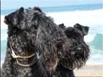 Kerry Blue Terrier de La Cadiera. Kasper y Morita