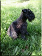 Kerry Blue Terrier de La Cadiera. Keka
