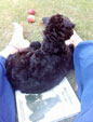 Kerry Blue Terrier de La Cadiera. Kerry Kei