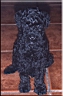 Kerry Blue Terrier de La Cadiera. Kini