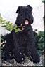 Kerry Blue Terrier de La Cadiera. Larita