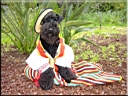 Kerry Blue Terrier de La Cadiera. Larita
