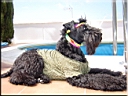 Kerry Blue Terrier de La Cadiera. Larita