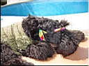 Kerry Blue Terrier de La Cadiera. Larita
