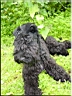 Kerry Blue Terrier de La Cadiera. Larita