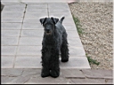 Kerry Blue Terrier de La Cadiera. Lisa Felisa