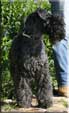 Kerry Blue Terrier de La Cadiera. Precioso Lucho