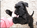 Kerry Blue Terrier de La Cadiera. Flor de Azahar