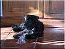 Kerry Blue Terrier de La Cadiera. Flor de Azahar

 </div>
