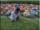 Kerry Blue Terrier de La Cadiera. Mishka