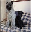 Kerry Blue Terrier de La Cadiera. Mishka & Chloe