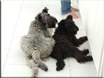 Kerry Blue Terrier de La Cadiera. Mishka & Chloe