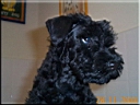 Kerry Blue Terrier de La Cadiera. Molly