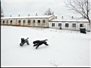 Kerry Blue Terrier de La Cadiera. Jugando en la nieve
