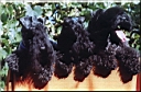 Kerry Blue Terrier de La Cadiera. Olido, Vestida y Fantaghiro