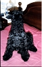 Kerry Blue Terrier de La Cadiera. Oskar