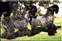 Kerry Blue Terrier de La Cadiera. Oskar & Lisa