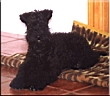 Kerry Blue Terrier de La Cadiera. Pedrito Quesada