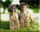 Kerry Blue Terrier de La Cadiera. El Vriginiano y Flor de Azahar