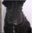 Kerry Blue Terrier de La Cadiera. Ringo