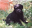 Kerry Blue Terrier de La Cadiera. Scarlett O`Hara