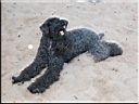 Kerry Blue Terrier de La Cadiera. Scarlett O`Hara