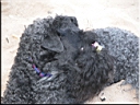 Kerry Blue Terrier de La Cadiera. Scarlett O`Hara