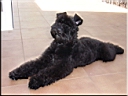 Kerry Blue Terrier de La Cadiera. Don Mendo