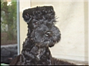 Kerry Blue Terrier de La Cadiera. Don Mendo