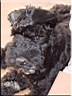 Kerry Blue Terrier de La Cadiera. Don Mendo