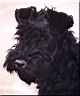 Kerry Blue Terrier de La Cadiera. Ubabuluba
