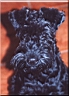 Kerry Blue Terrier de La Cadiera. Ubabuluba