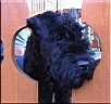 Kerry Blue Terrier de La Cadiera. Zacarias