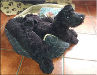 Kerry Blue Terrier de La Cadiera. Zippo con Estela y Purito