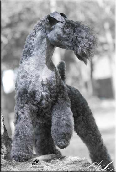 Kerry Blue Terrier de La Cadiera. Lemracdream Banaek