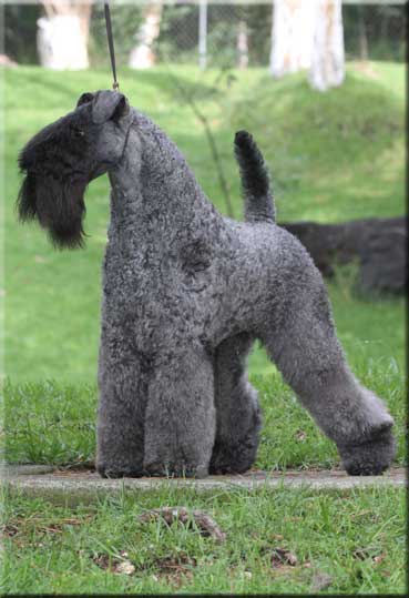Kerry Blue Terrier de La Cadiera. Multi Ch. Hasani Rafiq