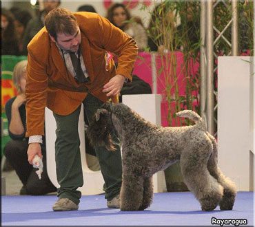 Kerry Blue Terrier de La Cadiera. Rober con Tor Kerry Blue Terrier de La Cadiera. Rober con Tor