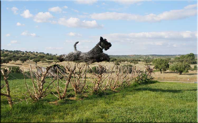 Kerry Blue Terrier de La Cadiera. Quartz de La Cadiera Kerry Blue Terrier de La Cadiera. Quartz de La Cadiera