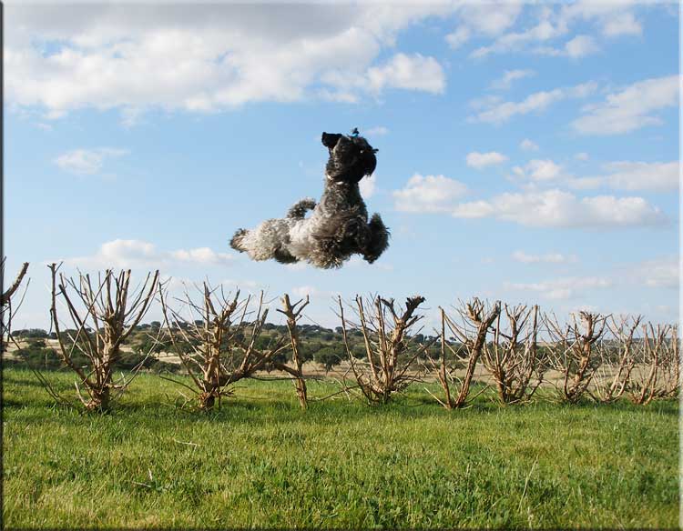 Kerry Blue Terrier de La Cadiera. Tabasco de La Cadiera Kerry Blue Terrier de La Cadiera. Tabasco de La Cadiera