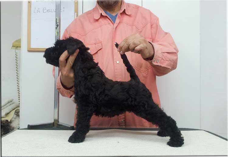 Kerry Blue Terrier de La Cadiera. 