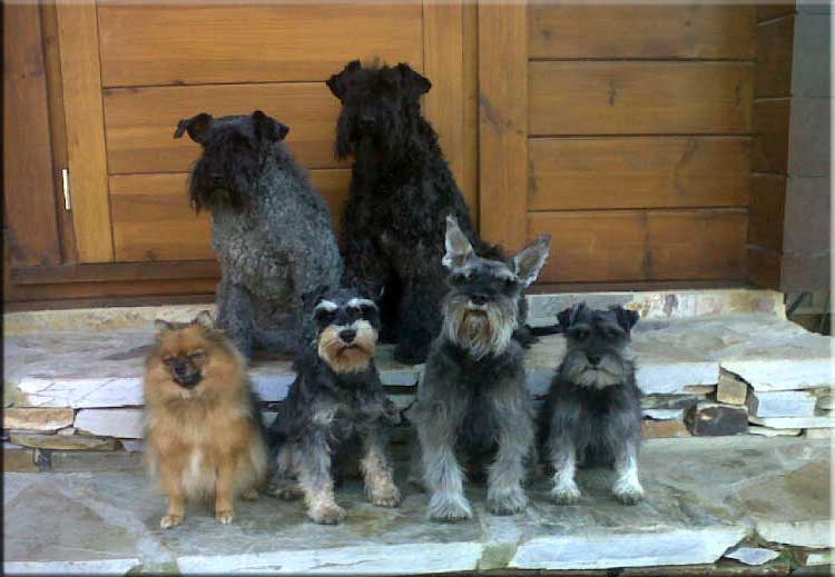 Kerry Blue Terrier de La Cadiera. 